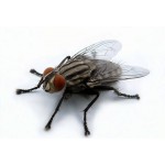 Ефективні Засоби від мух|Професійні інсектициди