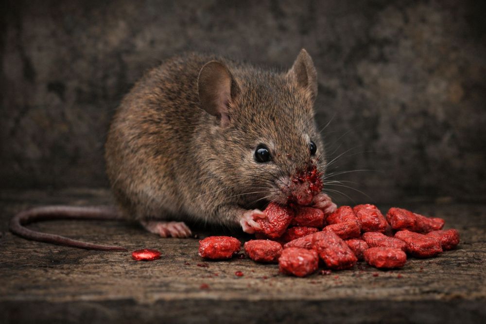 Эффективное средство против мышей и крыс