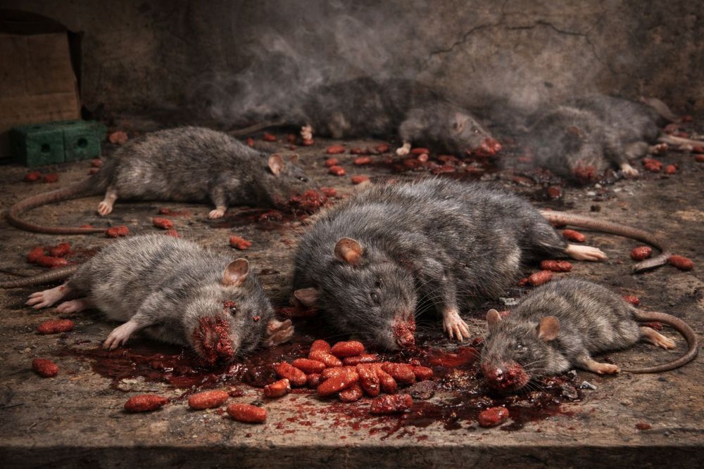 Лучшее средство против мышей и крыс